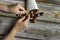 Man\'s hands peeling chestnuts from a cornet full of roasted chestnuts