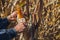 Man`s Hands picking corn on field in harvesting autumn season