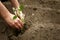 Man`s hands planted a young plant of pepper in the ground. Planting pepper seedlings. Making a hole in the ground to plant paprik