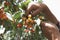 Man\'s Hands Plucking Cherries