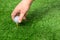 The man`s hands are putting the golf ball on the tee. in the green lawn. To prepare for the start of golf game