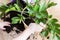 Man`s Hands repotting Zamioculcas flower indoor, the houseplant transplant at home .Repotting plants at home