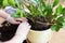 Man`s Hands repotting Zamioculcas flower indoor, the houseplant transplant at home .Repotting plants at home