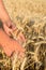 Man`s hands touches spikelets of wheat on a field