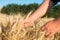 Man`s hands touches spikelets of wheat on a field