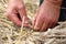 Man`s hands tying a straw stook