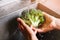 Man\'s hands wash broccoli.