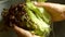 Man\'s hands washing lettuce leaves.