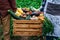 Man`s hands and women holding wooden crate full of vegetables from organic garden. Harvesting homegrown produce