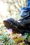 A man`s muddy boot tramples on a young Crocus flower. Concept: trampled hopes, vandalism and protest, deprivation of virgin beauty