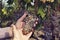 Man`s and woman hands holding together amber grapes.