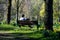 Man sat among daffodils in a local park