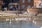 Man sat on wall surrounded by swans