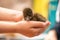 Man saved little duckling from fire forest, holds in his hands