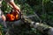 Man sawing birch for firewood with chainsaw