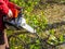 A man is sawing a branch with green leaves on the ground on a sunny autumn day, and sawdust is flying around. Beautiful background