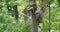 Man is sawing dry tree with an electric saw. Master uses gasoline saw on green tree background.