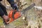 A man saws a branch of locust tree with an orange chain saw for gasoline to clean garden or park.