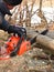 A man saws a branch of locust tree with an orange chain saw for gasoline to clean garden or park.