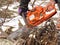 Man saws tree with an orange chain saw Husqvarna for gasoline to clean the old overgrown fence.