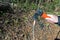 Man Scrapes Wooden Stick With An Ax