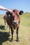 Man scratching cow on head