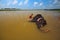 Man Scrubbs Asian Elephant Laying in Nepal River