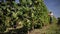 Man in september to harvest vineyards, collects selected grape bunches in Italy