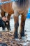 Man shearing a brown horse with a professional clipper