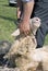 Man shearing sheep