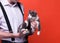 Man in shirt holding cute gray and white cat what looking away in front of orange background