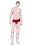 Man in shorts standing front side full-length, vector cartoon male portrait, multicolored painted muscular athlete in red underwea