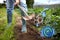 Man with shovel digging garden bed or farm