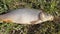 Man shows off caught carp on grass before releasing it into water