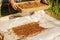 Man sifting cedar nuts through a sieve