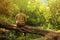 A man sits on a fallen tree and admires a beautiful forest stream