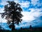 A man sitting behind the tree in evening time with wonderfull blue sky