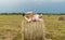 A man sitting on a large armful of straw in an empty field