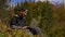 Man sitting on top of a grass covered field. oung man works behind a laptop in the autumn forest. He sits on the ground