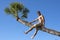 Man sitting on trunk of tropical palm tree