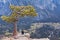 Man sitting under lonely tree on the peak of the rock