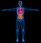Man skeletal, muscles and internal organs diagram. X-ray