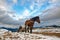 Man with sledge pulled by horse outdoor in winter. Scape of authentic rural life