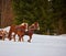 man with sledge pulled by horses outdoor