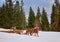 man with sledge pulled by horses outdoor