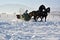 Man with sledge pulled by horses outdoor in winter