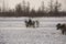 The man are sledging with deer in the snowy field track