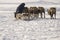 The man are sledging with deer in the snowy field track