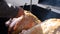 Man slices a portion of grilled pork legs from a large rotating grill at a home party with a sharp knife, the meat is flavored