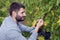 Man Smiling Harvest Grapes Vine Autumn